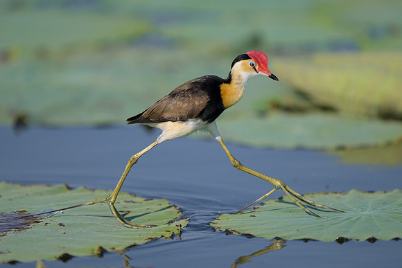 Comb-crested Jacana