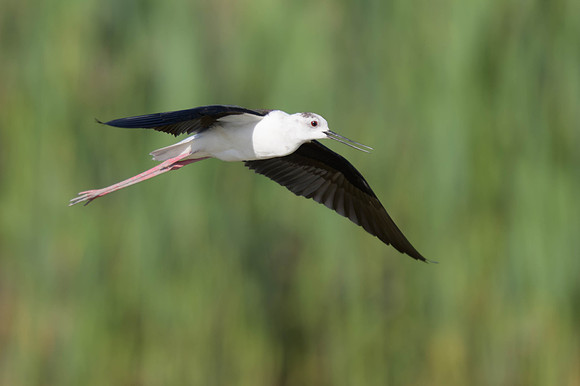 Black-winged Stilt