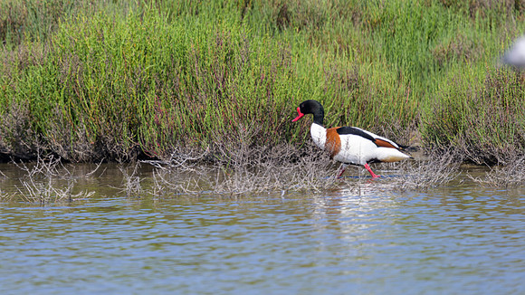 Common Shelduck