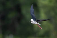Pied Stilt