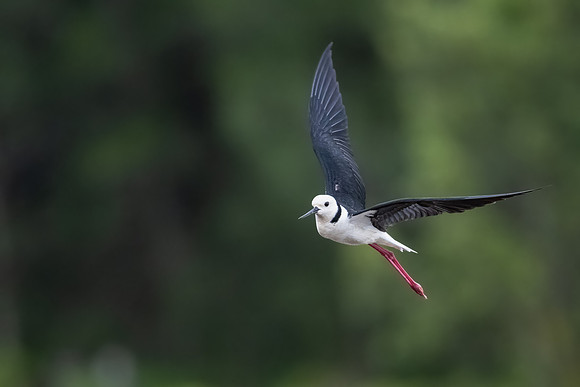 Pied Stilt