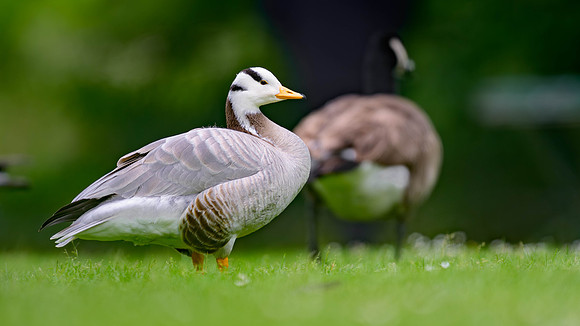 Bar-headed Goose