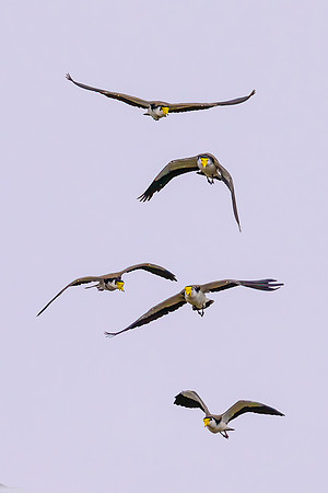 Masked Lapwing