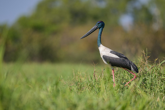 Black-necked Stork
