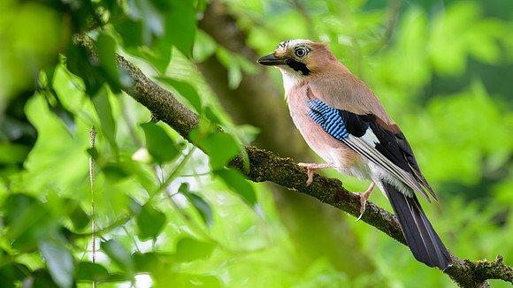 Eurasian Jay