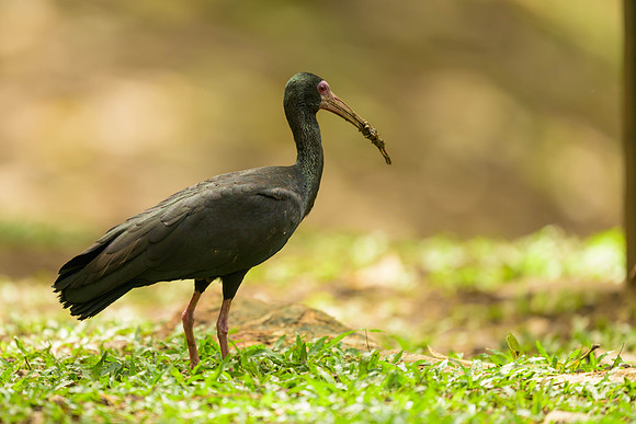Bare-faced Ibis