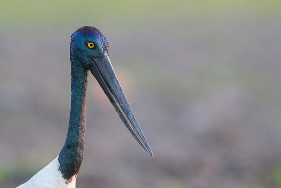 Black-necked Stork