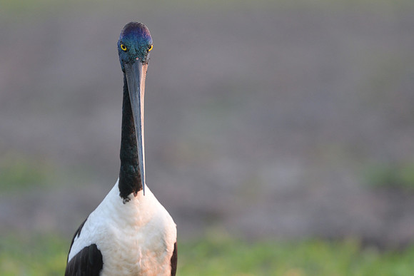 Black-necked Stork