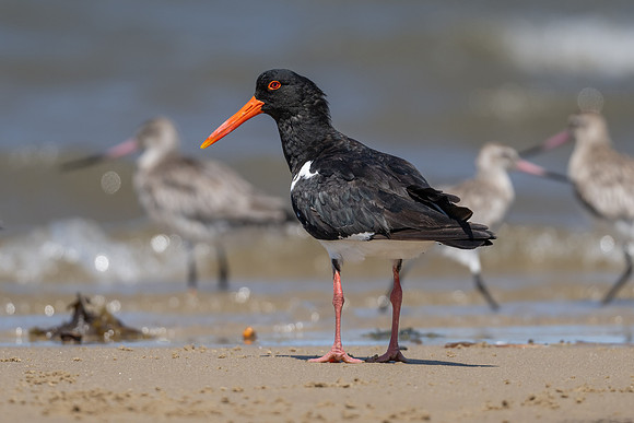 Pied Oystercatcher