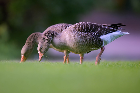 Graylag Goose