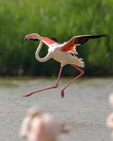 Greater Flamingo