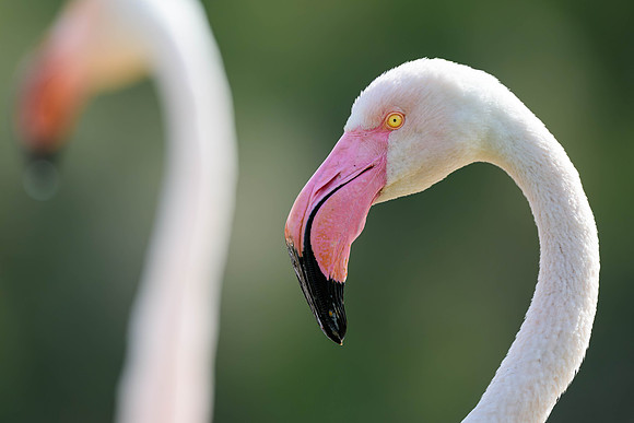Greater Flamingo