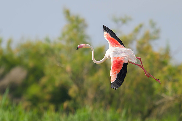 Greater Flamingo
