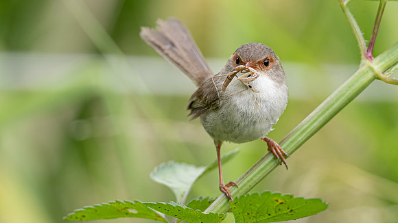 Superb Fairywren