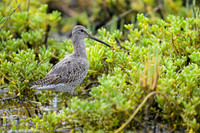 Short-billed Dowitcher
