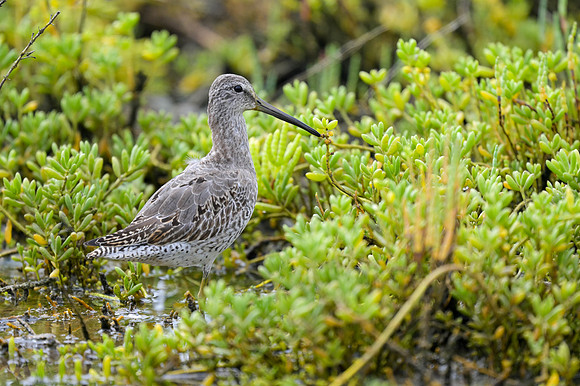 Short-billed Dowitcher