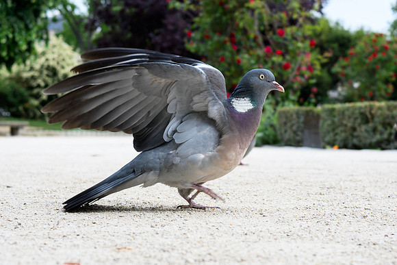 Common Wood-Pigeon