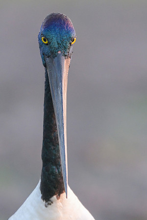 Black-necked Stork