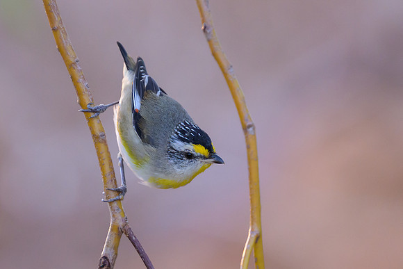 Striated Pardalote