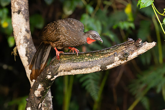 Band-tailed Guan