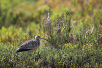 Long-billed Curlew