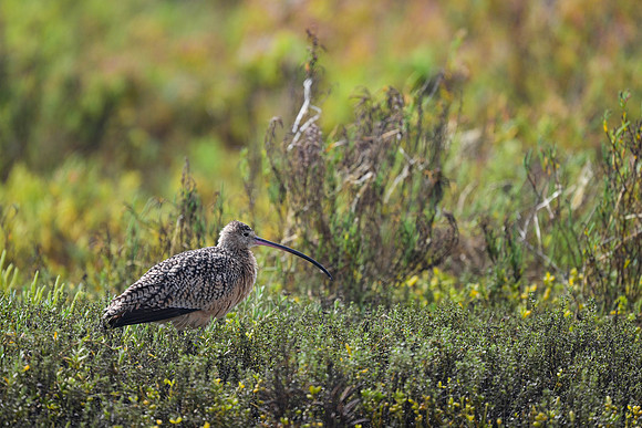 Long-billed Curlew