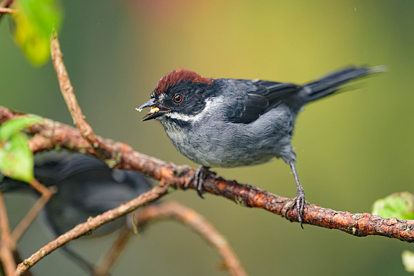 Nothern Slaty Brushfinch