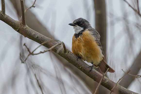 Rufous Whistler