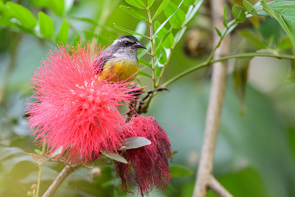 Bananaquit