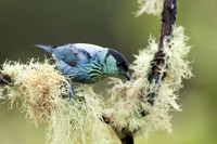 Black-capped Tanager