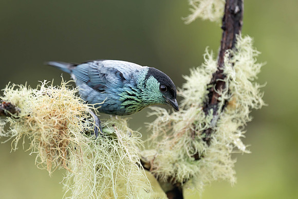 Black-capped Tanager