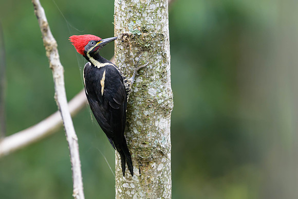 Lineated Woodpecker