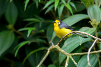 Golden-fronted Redstart