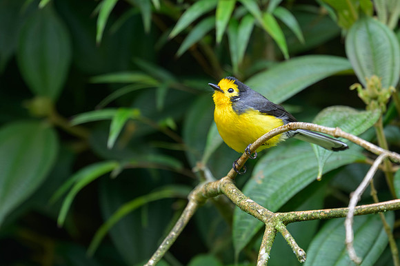 Golden-fronted Redstart