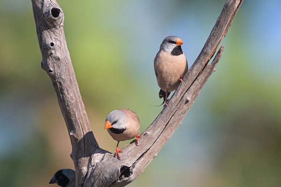 Long-tailed Finch