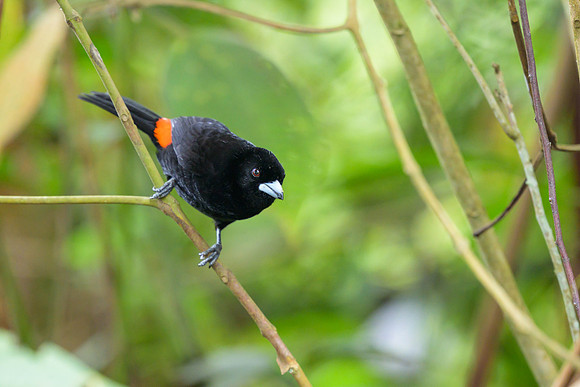 Flame-rumped Tanager