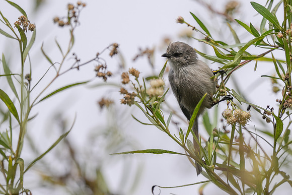 Bushtit