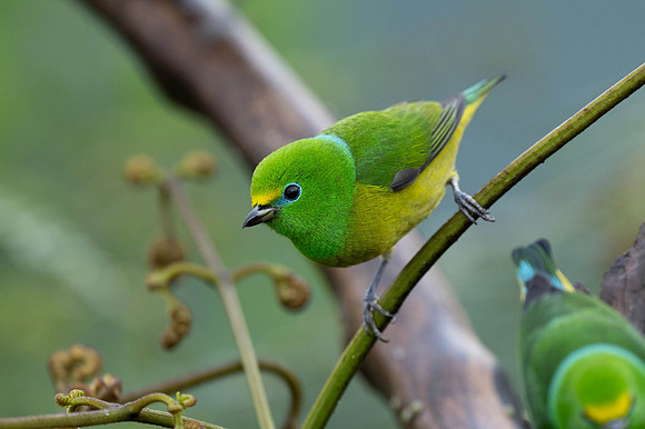 Blue-naped Chlorophonia