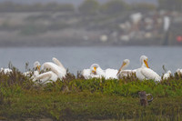 American White Pelican