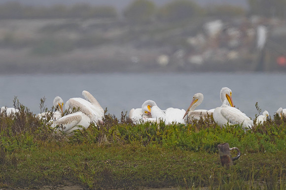 American White Pelican