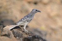 Great Bowerbird