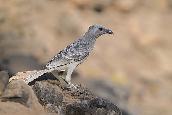 Great Bowerbird