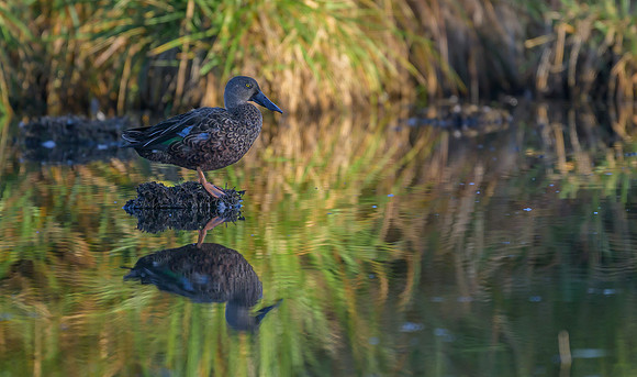 Australasian Shoveler
