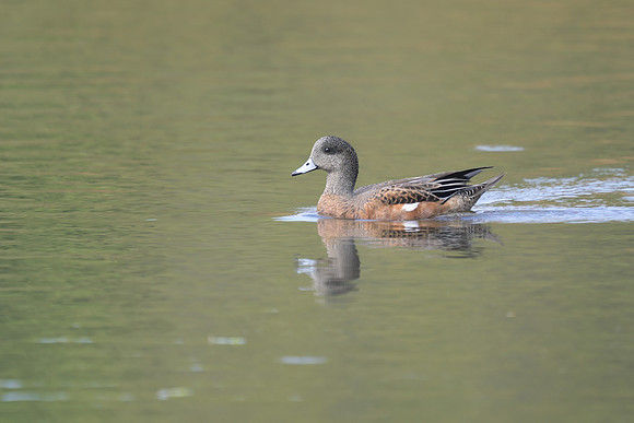American Wigeon