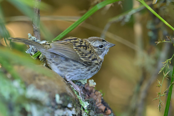 Plumbeous Sierra Finch