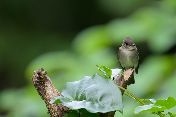 Western Wood-pewee