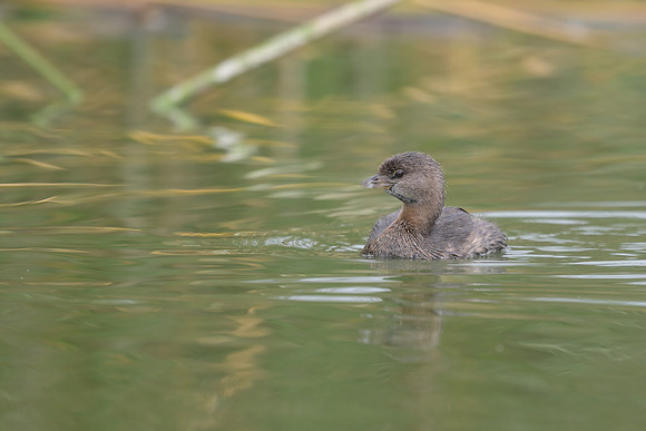 Pied-billed Grebe