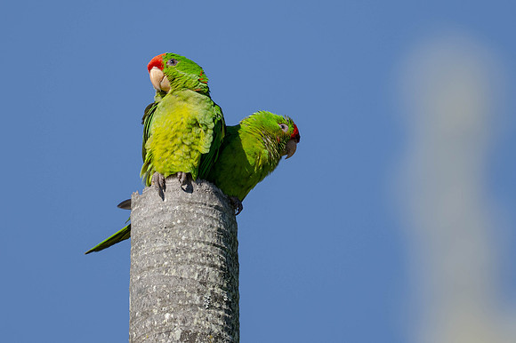 Scarlet-fronted Parakeet