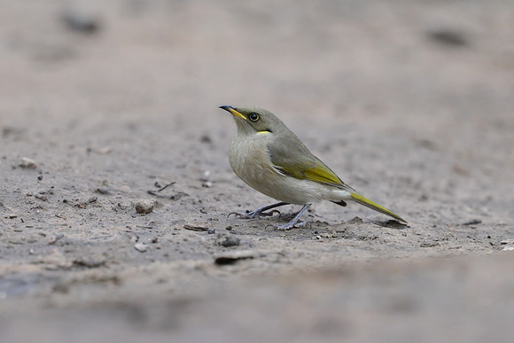 Fuscous Honeyeater
