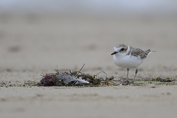 Snowy Plover